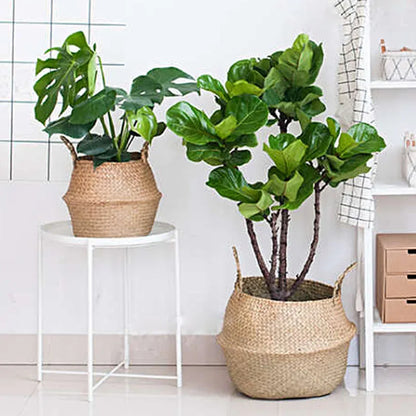 Panier en jonc de mer avec plante verte dans un intérieur naturel
