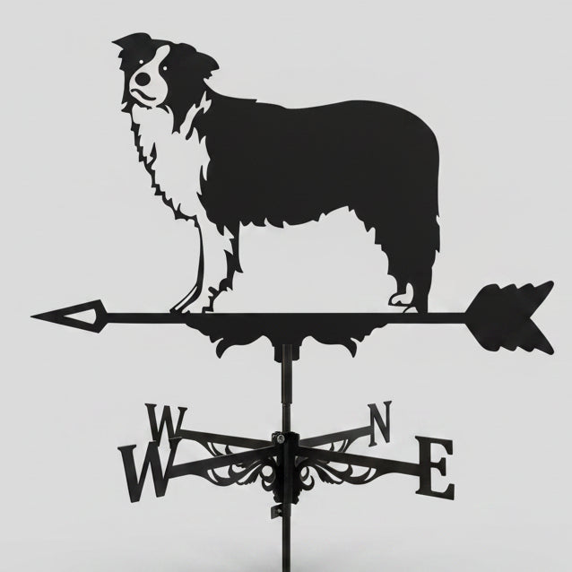 Girouette Animée Berger Australien en fer forgé noir avec silhouette de chien réaliste et points cardinaux sur fond blanc.