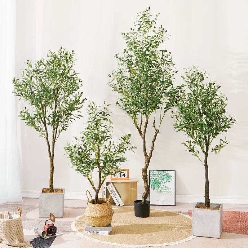 Quatre oliviers de différentes hauteurs dans des jardinières modernes sont disposés à l'intérieur sur un sol clair, avec un décor minimaliste comprenant un panier tressé, des impressions encadrées et un camion jouet à proximité.