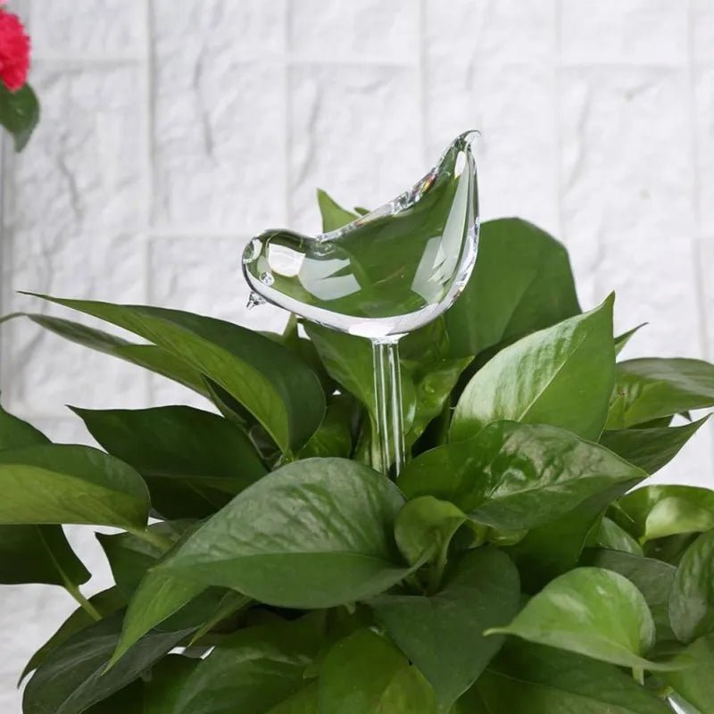 Distributeur d'eau automatique pour plantes et fleurs - Mafrenesiedecoration